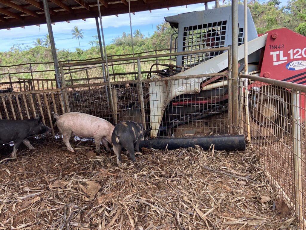 Pigs in their enclosure. Behind, skidsteer scraping manure out for the compost pile