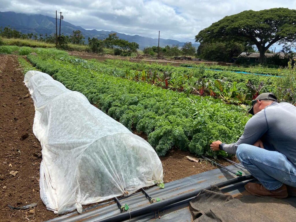 Diamond Island Farm’s beds and irrigation system, through which the fertigation will be applied.