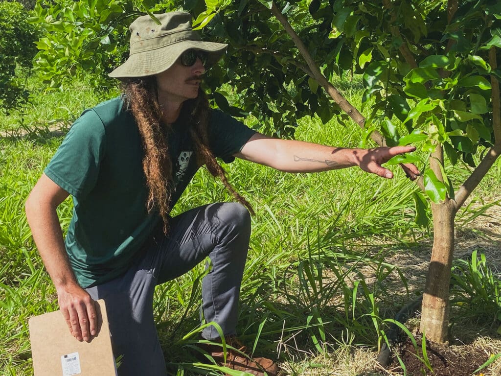 Daniel inspecting one of Hua’s lime trees.