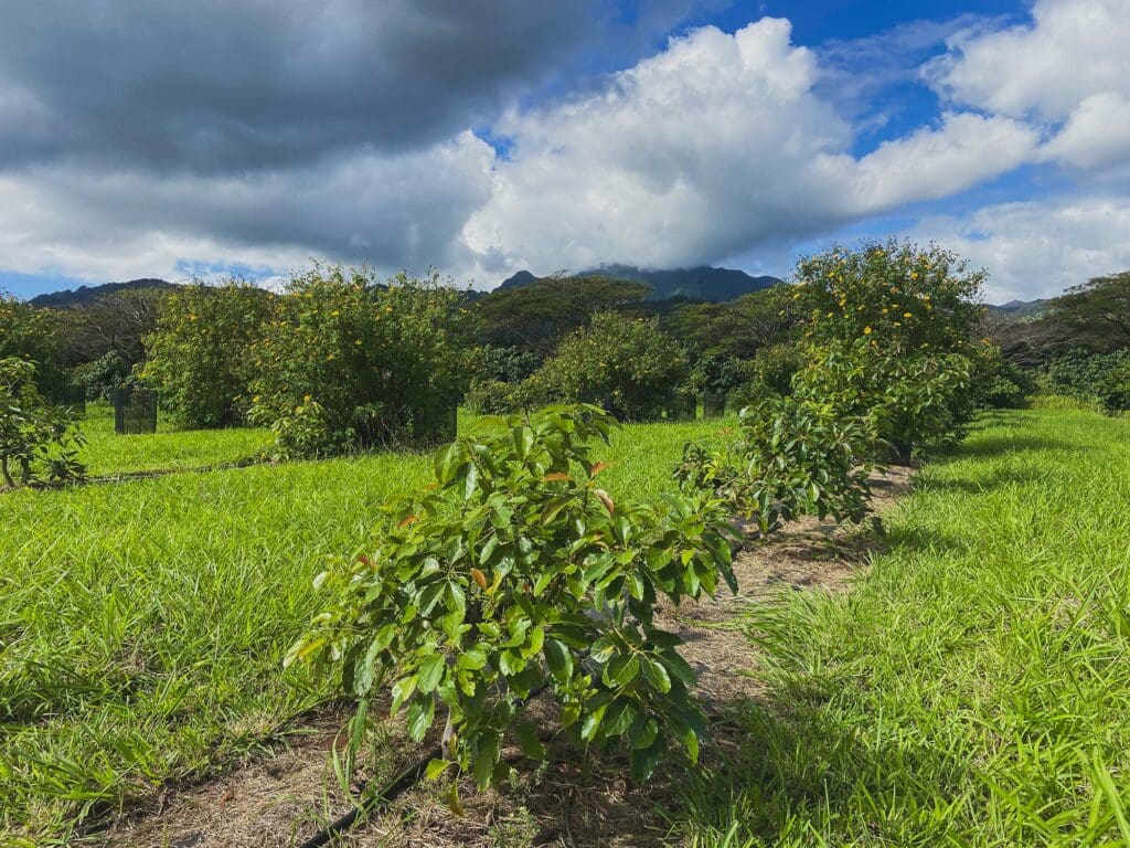 Strip-tilled orchard