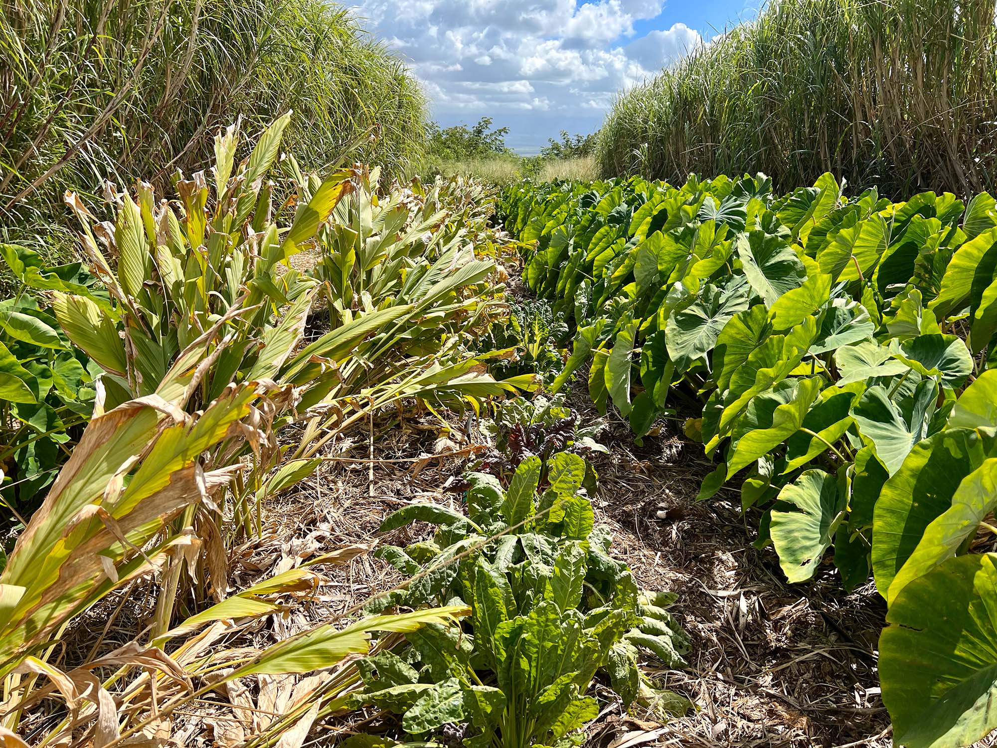 Maui Soil Health Innovator: Lā Kāhea Community Farm | Farmer Learning Maui Soil Health Innovator: Lā Kāhea Community Farm | Farmer Learning