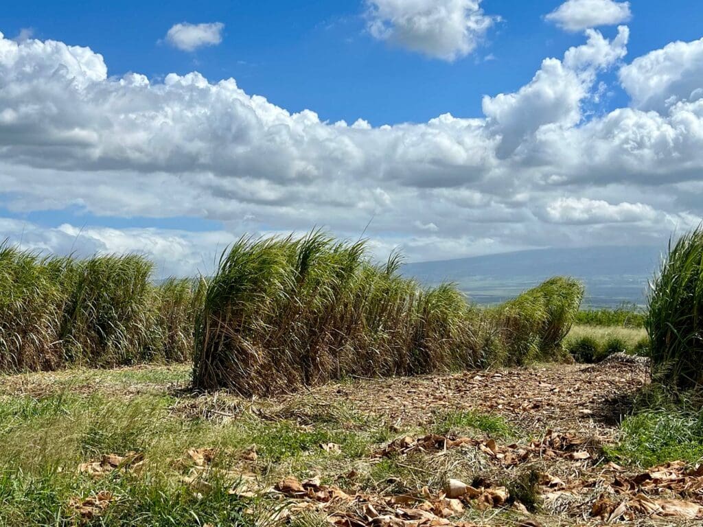 Sugarcane windbreaks are spaced appropriately for their cash crop to receive proper wind protection.