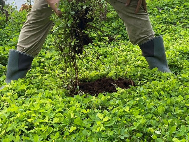 Cover photo: Field demonstration of the soil health benefits of perennial peanut in an orchard system at Hewitt Farms.