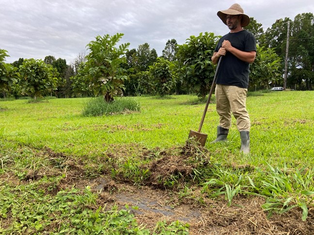 New area adjacent to the Moraceael varietal trial orchard which is slated for perennial peanut