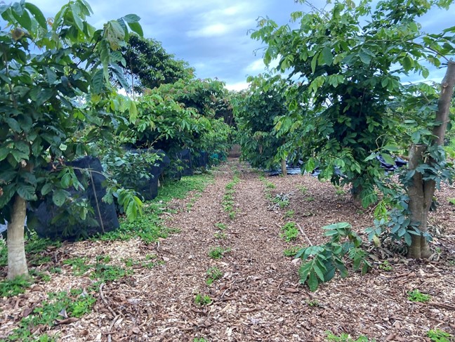 Example of newly planted perennial peanut plugs with heavy mulch used as weed control during the establishment phase.