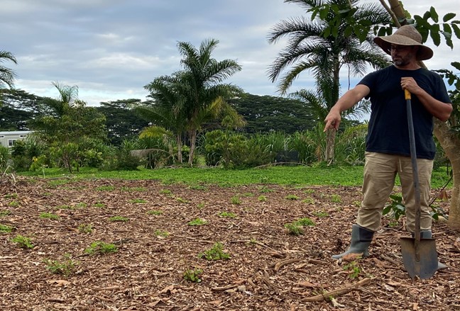 Newly planted perennial peanut at 1’x1’ spacing.