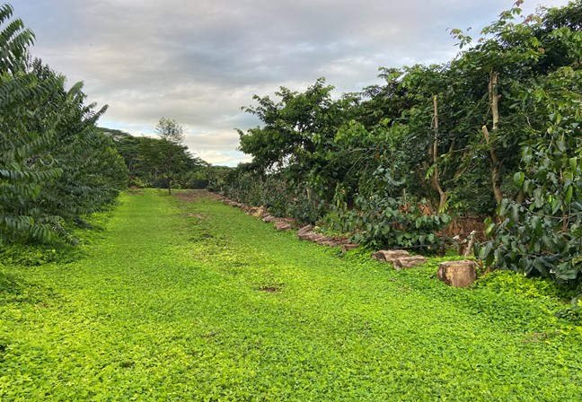 Demonstration of perennial peanut established in the adjacent area after a year of maintenance.